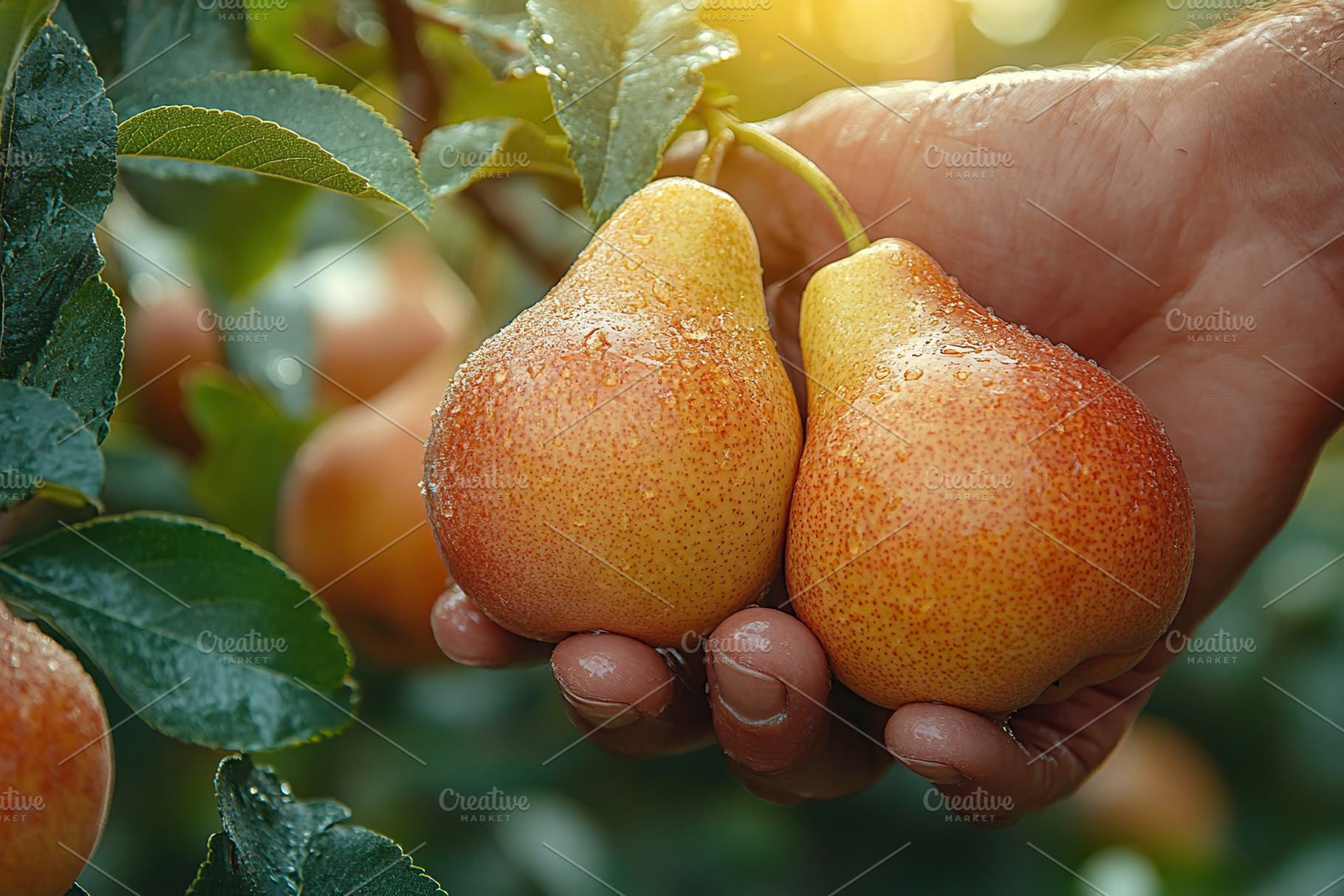 Male hand picking ripe pears fruit from tree branch, a Food & Drink Photo by AlyaAnd