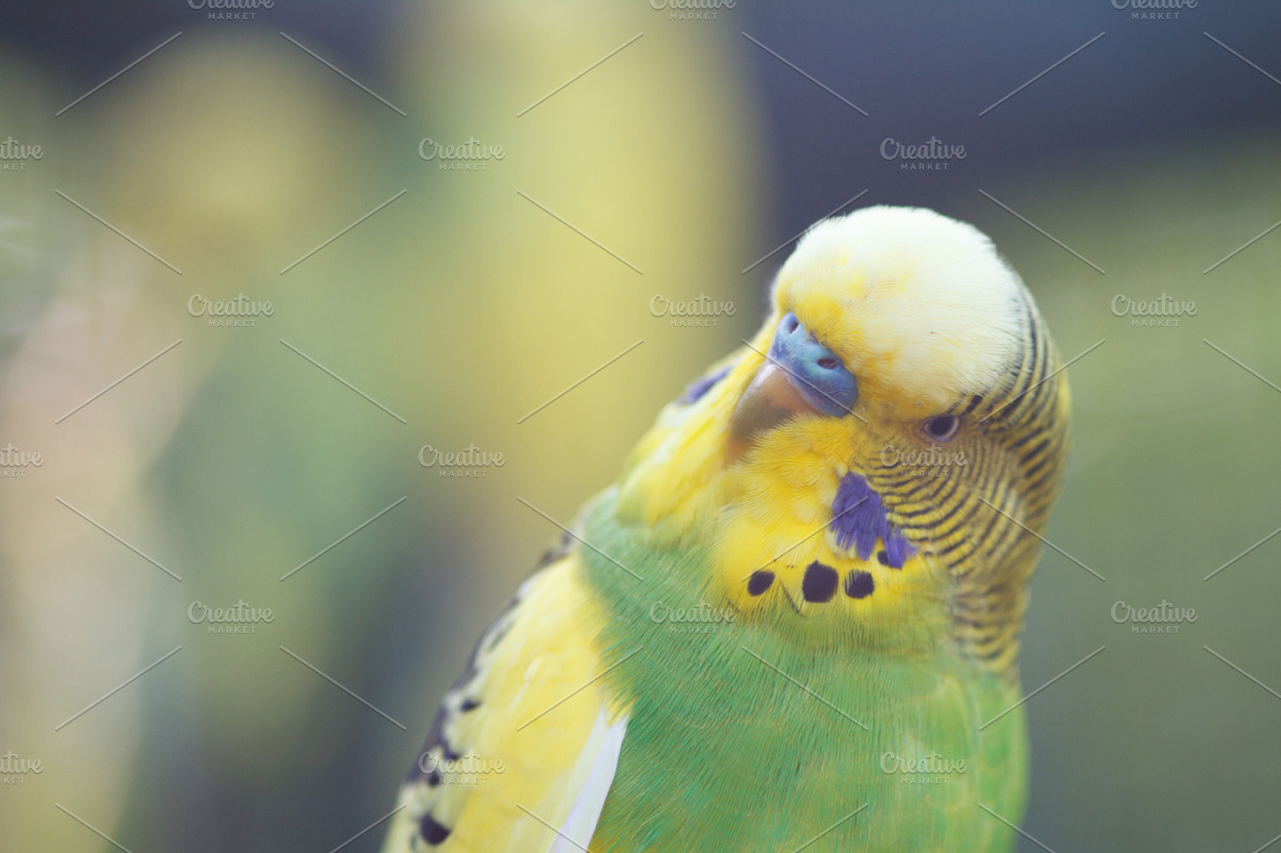 A green wavy parrot close-up., an Animal Photo by JS Shop