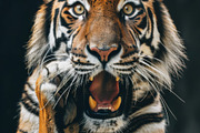 236 surprised animals, an Animal Photo by Handmadefont (Thumbnail 148 of 241)