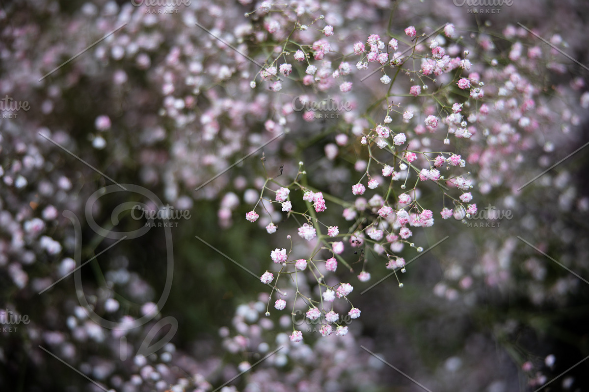 A Garden of Roses | Wedding, Events, a Nature Photo by Farewell (Photo 28 of 41)