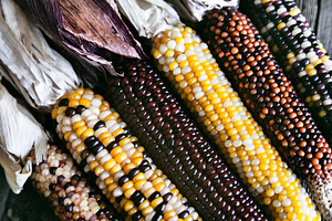 Extreme Closeup Of Indian Corn 