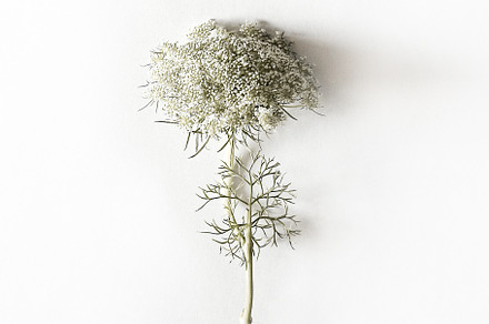 Queen Anne Lace Flower Photo, a Nature Photo by Creative Moxie Studio