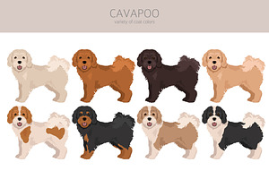 Cavapoo Clipart