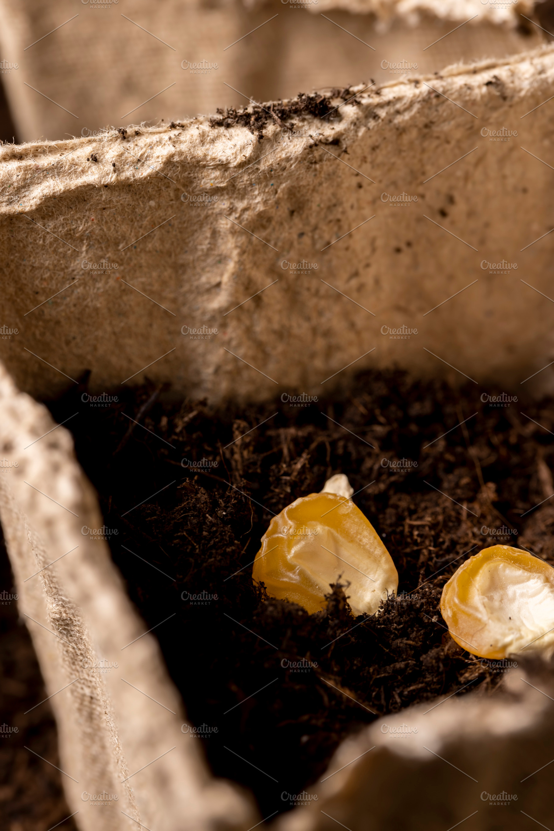 pots made of peat with chernozem and corn seeds, planting sweet corn grains in, a Photo by rsoollAI