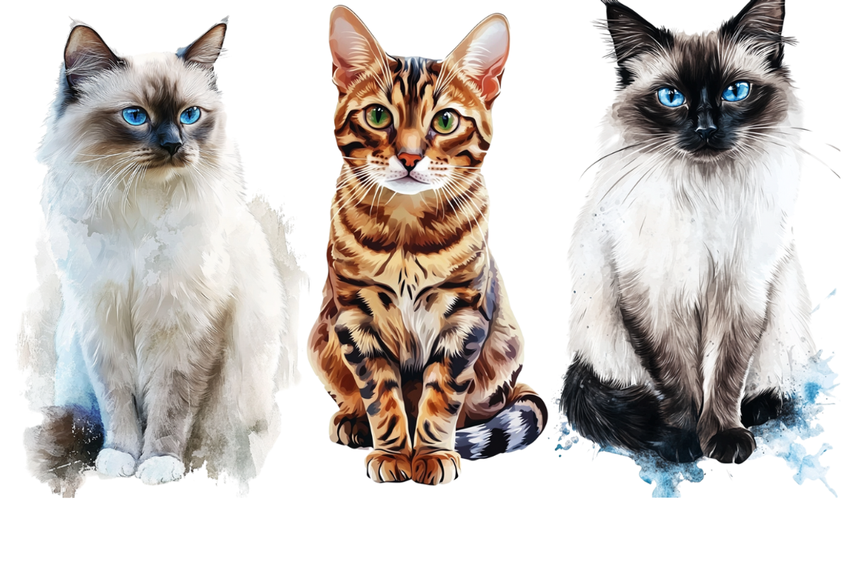 Watercolor Cat Breeds – Volume 1, an Animal Illustration by PrintHaven Designs (Photo 8 of 10)