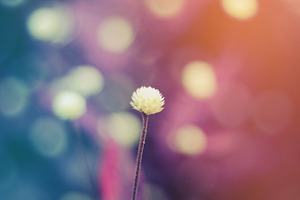 Vintage flower containing vintage, flower, and nature