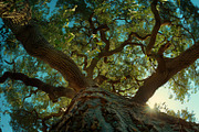 98 Trees view from below, a Nature Photo by Handmadefont (Thumbnail 51 of 98)