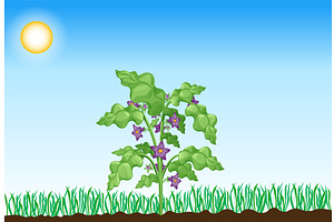 Photosynthesis process. Tree, an Object Illustration by Things for designers