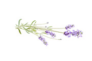 Vector object brushes. Lavender, a Brush Add-On by Peolla (Thumbnail 10 of 13)