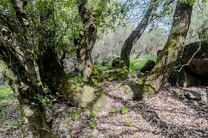 Unusual multi trunk oak tree covered, a Nature Photo by Imaginarium