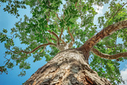 98 Trees view from below, a Nature Photo by Handmadefont (Thumbnail 93 of 98)