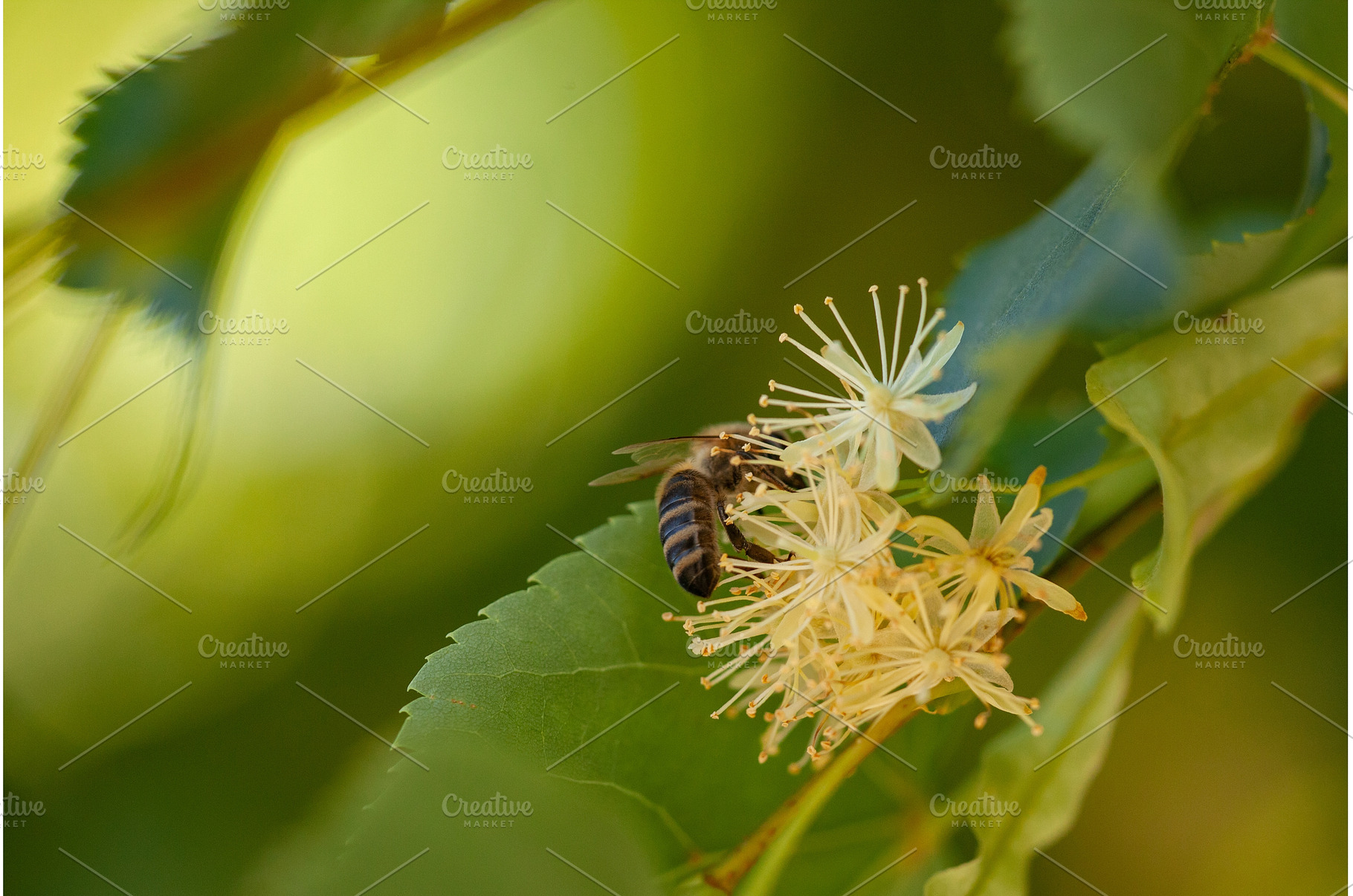 Busy Bee Pollinating Delicate Linden, an Animal Photo by Rohan Photography