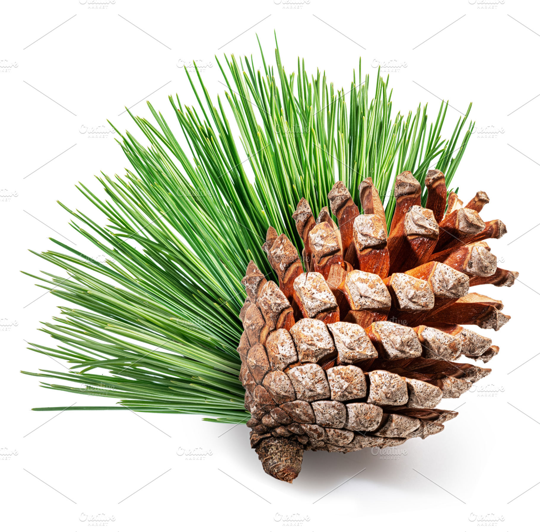 Conifer cone or cedar cone, a Nature Photo by Volff