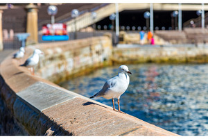 Sea Gull at the seaside of Sydney, Australia, an Animal Photo by Leonid Andronov