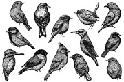 Sketches of birds, an Animal Illustration by CGterminal (Thumbnail 2 of 3)
