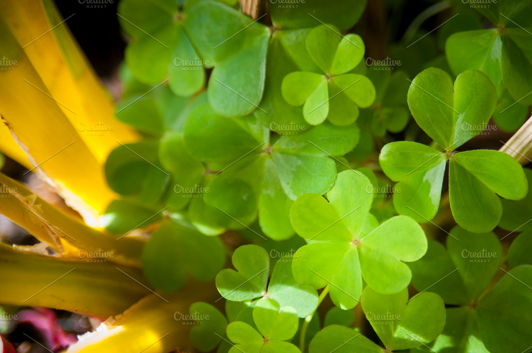 Clover, a Nature Photo by THP Creative
