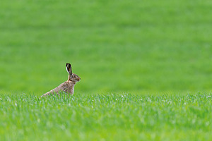 Adult hare sitting in green grass. Wildlife scene from nature. A, an Animal Photo by Byrdyak