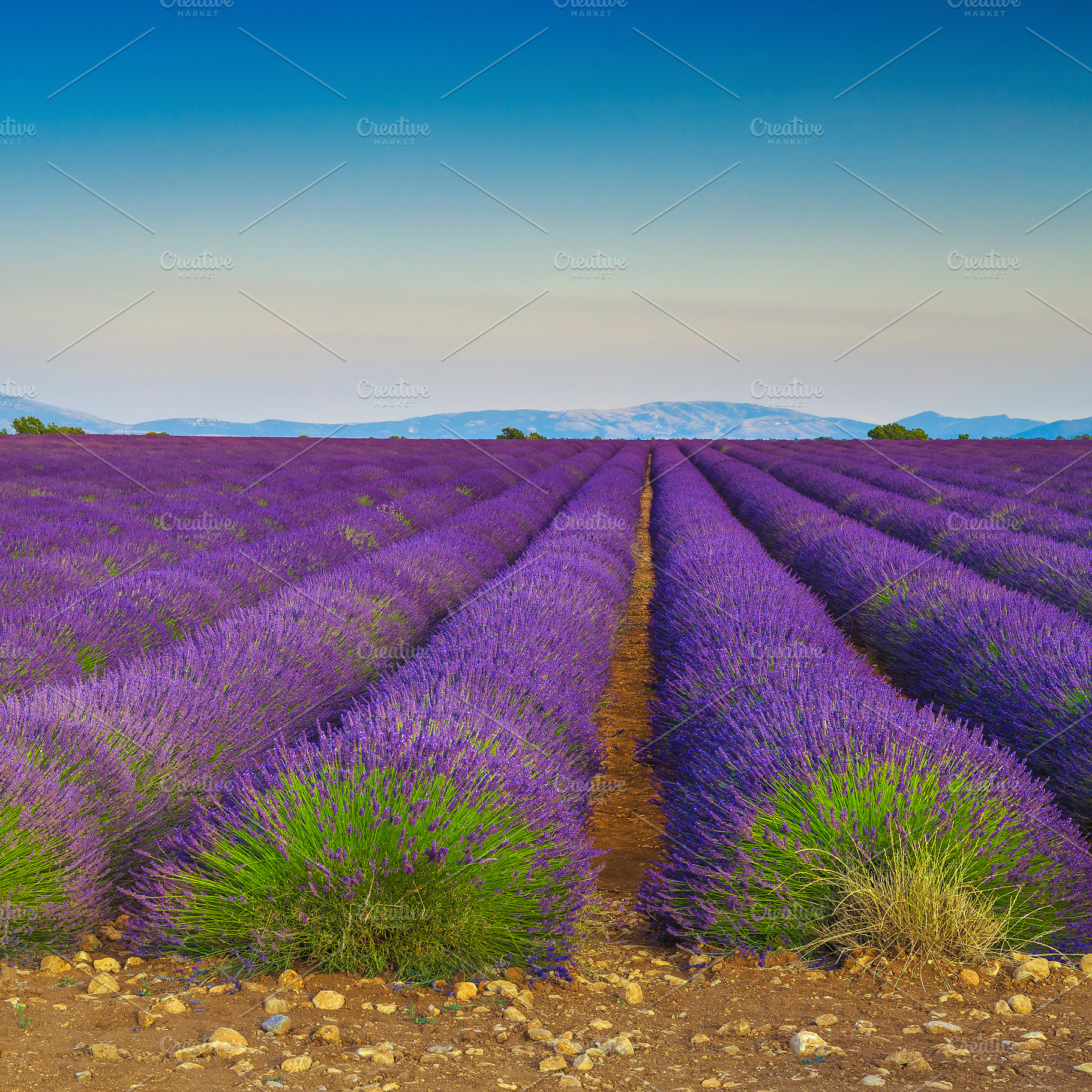 Majestic purple lavender plantation, a Wallpaper Photo by Alpine Dreams