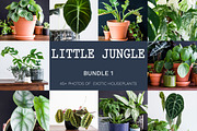 Little Jungle Image Bundle 1, a Nature Photo by Lum3n (Thumbnail 1 of 3)