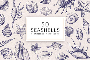 Sea Shells Collection