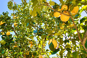 Lemon Tree, a Nature Photo by Wild Wanderer Photography (Thumbnail 1 of 2)