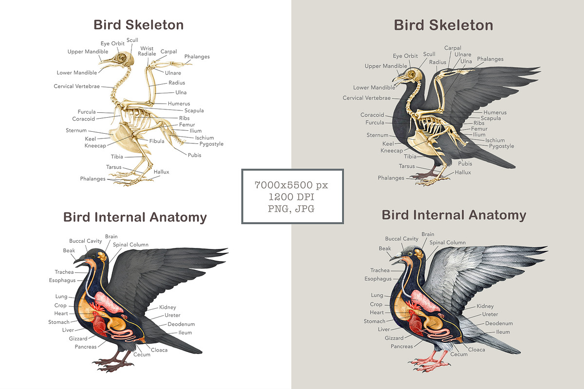 Animal Anatomy Study Pack, an Education Illustration by AnitaPol (Photo 10 of 20)