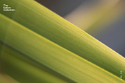 Natural textures - Green edition v02, a Texture Graphic by Haehae photography (Thumbnail 4 of 7)