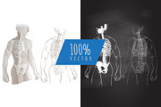 Anatomy Human Body skeleton vector, a Healthcare Illustration by Alltruecolours (Thumbnail 2 of 4)