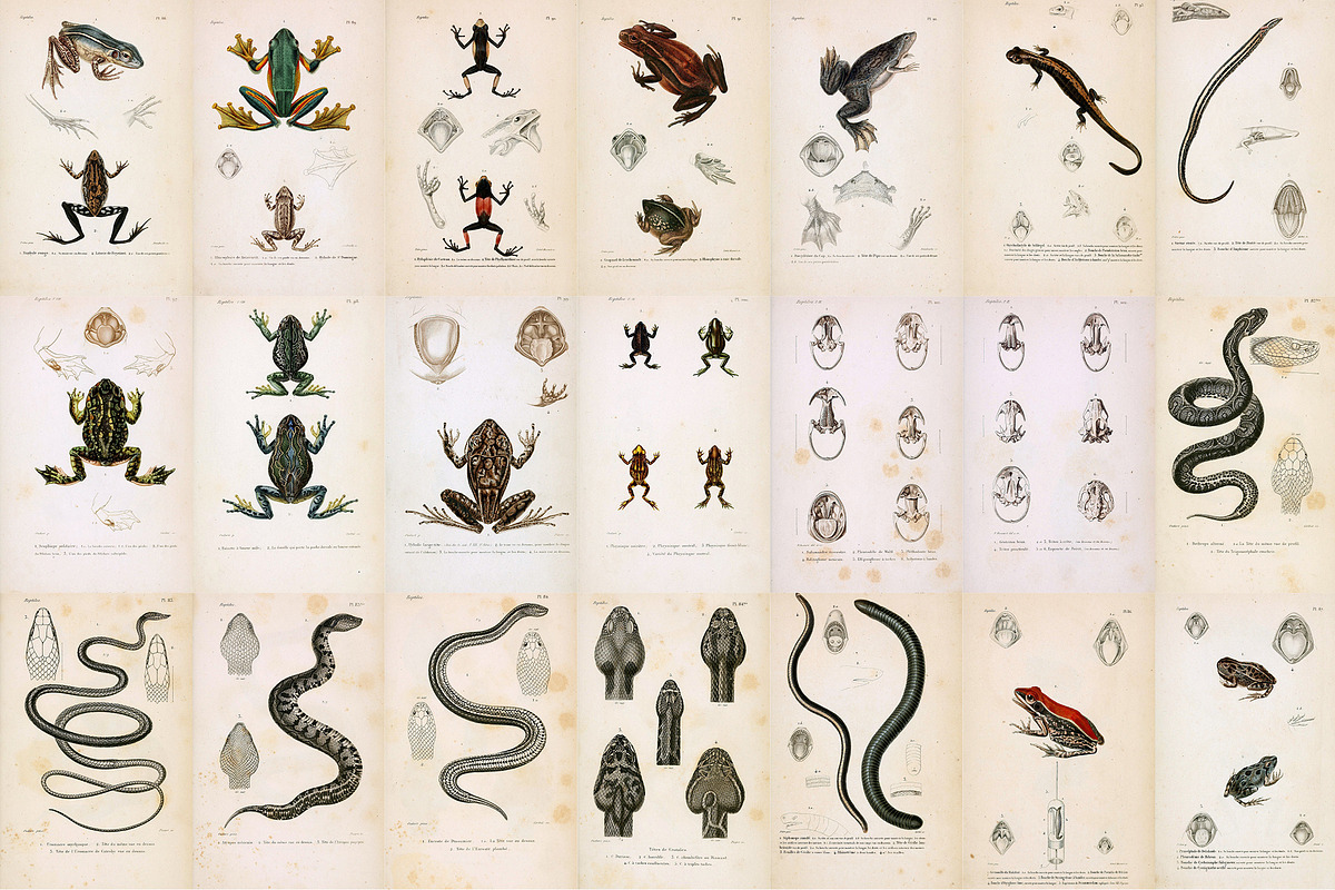 Complete Natural History of Reptiles, an Animal Illustration by Dene Studios (Photo 8 of 11)