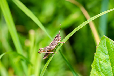 A green grasshopper on a large leaf, an Animal Photo by AlexBush