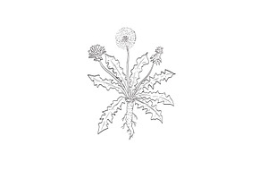Common Dandelion Wild Plant Drawing