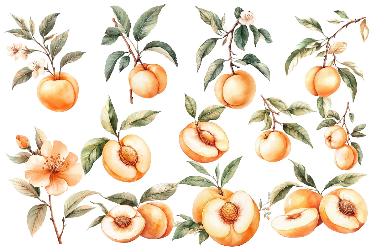 Peach Watercolor Clipart, an Illustration by Designworld (Photo 3 of 5)