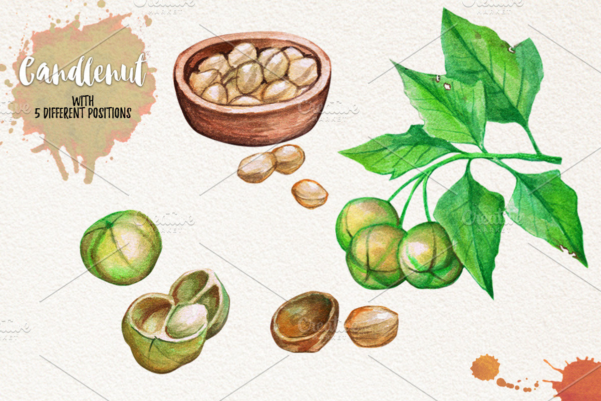 Watercolor Vegetables, Herbs, Green, an Animal Illustration by Graphobia (Photo 10 of 11)