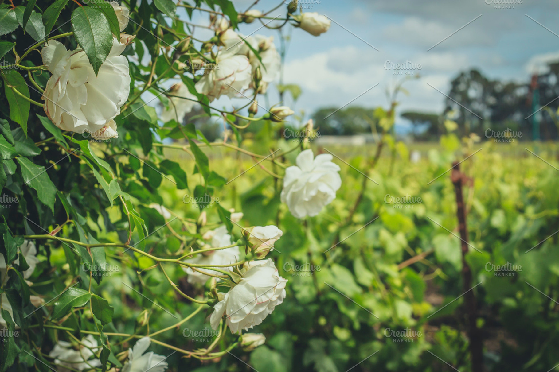 White roses containing roses, white, and flower