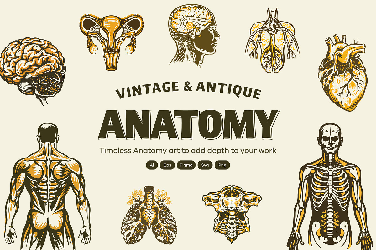 Vintage Antique Anatomy Illustration, a Healthcare Illustration by Creative Stall (Photo 1 of 8)
