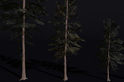 The Scots Pine Tree, a Plants & Tree 3D Model by FuturePastCreatives (Thumbnail 4 of 8)