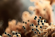 52 Fictional Microscopic Organisms, an Abstract Photo by h.utomo (Thumbnail 47 of 52)
