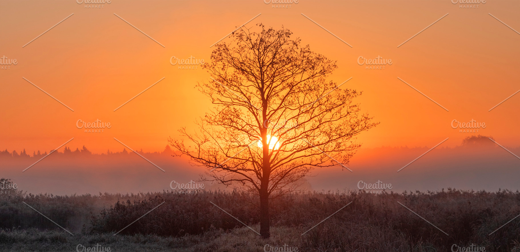 A tree against the sun. A foggy autumn morning. The first frosts, a Photo by Pictures for you!!!!!!!!!