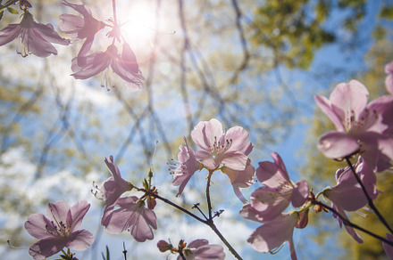 Spring background