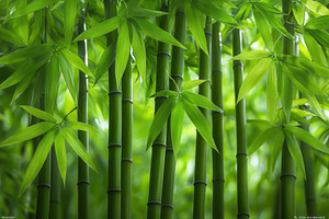 Lush green bamboo grove showcasing d, a Photo by Tanuart