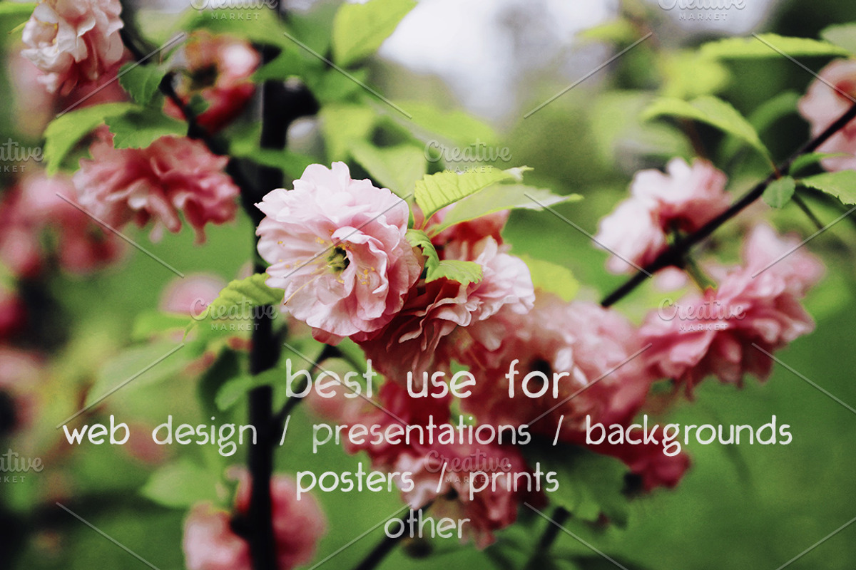 Flowers stock photo containing flower and nature, an Abstract Photo by Nazar Hrabovyi (Photo 2 of 3)