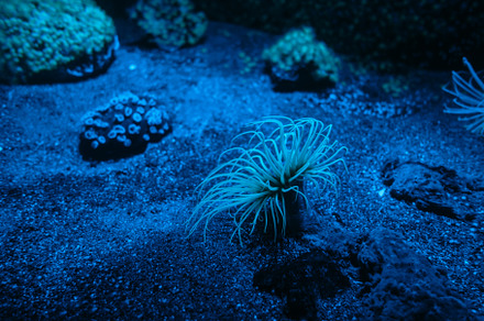 Sea anemone on a coral reef, an Animal Photo by GoodGoods