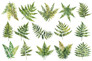 Watercolor Fern Green Leaves Clipart