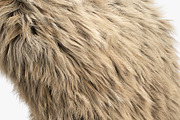 Collection of 38 fur pillows, an Object 3D Model by 3dmitruk (Thumbnail 21 of 112)