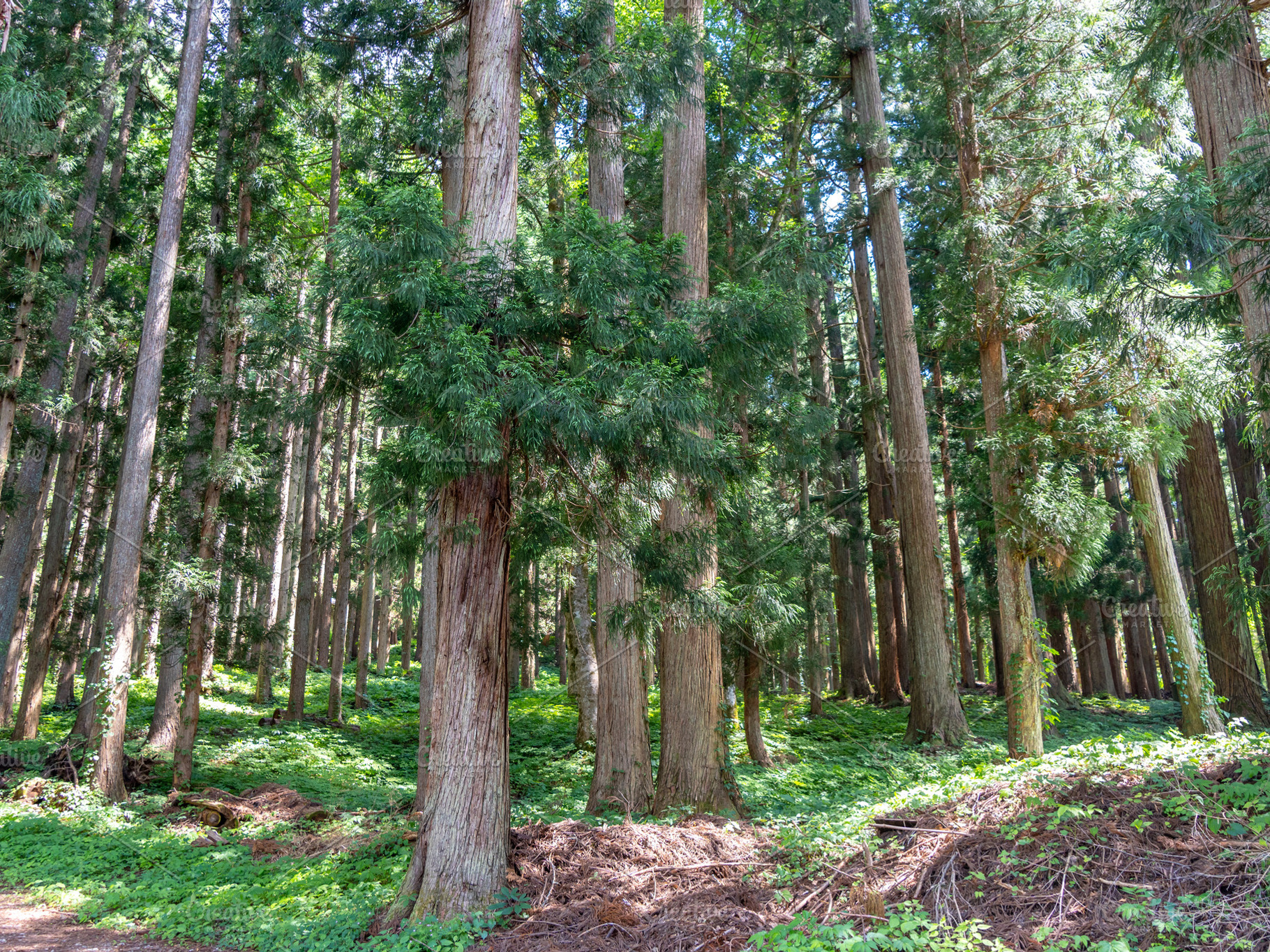 Cedar forest near Shirakawa-go village in rural Japan, a Nature Photo by GoodGoods
