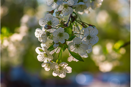Cherry flowers frame, a Nature Photo by Nature and travel
