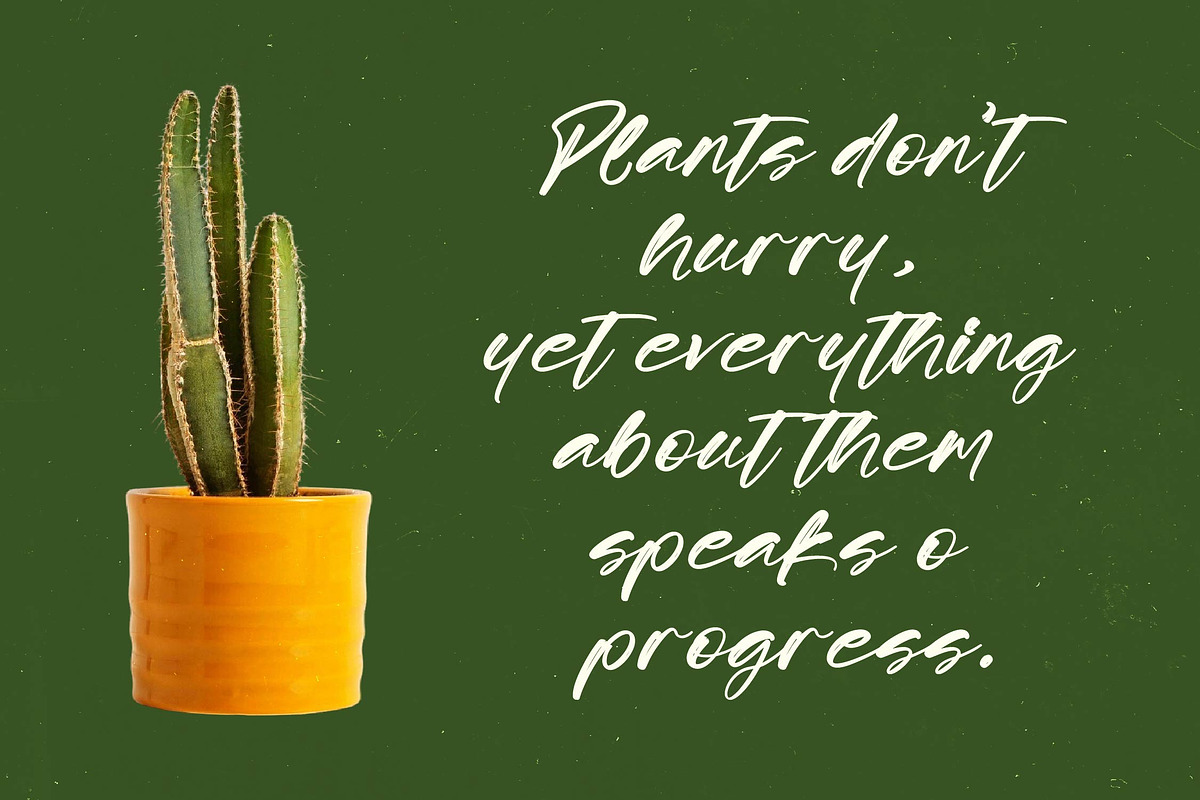 Scatqin Bounty Bold Brush Font, a Script Font by stylishtype.co (Photo 9 of 20)