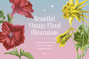 Atlas of Flowers - Botanical Art Set, an Object Graphic by Graphic Goods (Thumbnail 2 of 12)