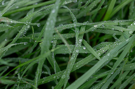 Green Grass Rain Background Photo