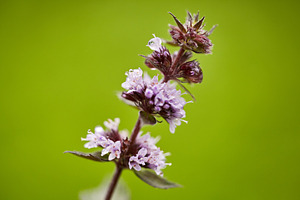 Close-up of Blooming Mint Flowers Against a Green Background. Detailed view hig, a Nature Photo by Rohan Photography